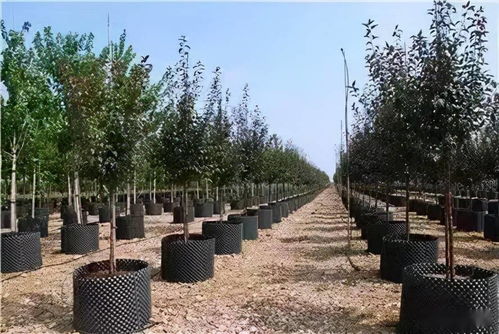園林景觀綠化施工必懂 從概念到實(shí)踐的核心要義