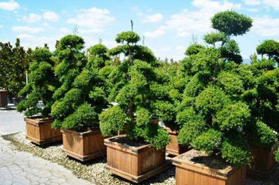 園林綠化工程施工 引領綠化行業趨勢的關鍵引擎