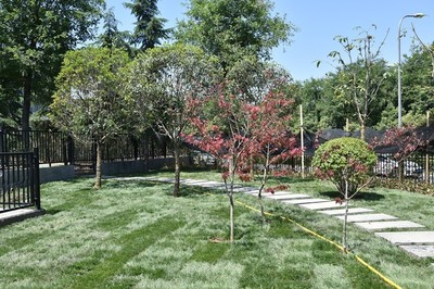 綠意濃蔭，古城新貌 城墻景觀綠化提升工程紀實